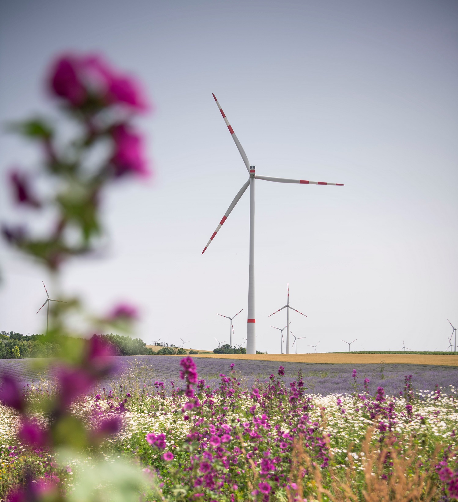 WP Großkrut-Altlichtenwarth: Modernster Windpark von EVN und ImWind feierlich eröffnet